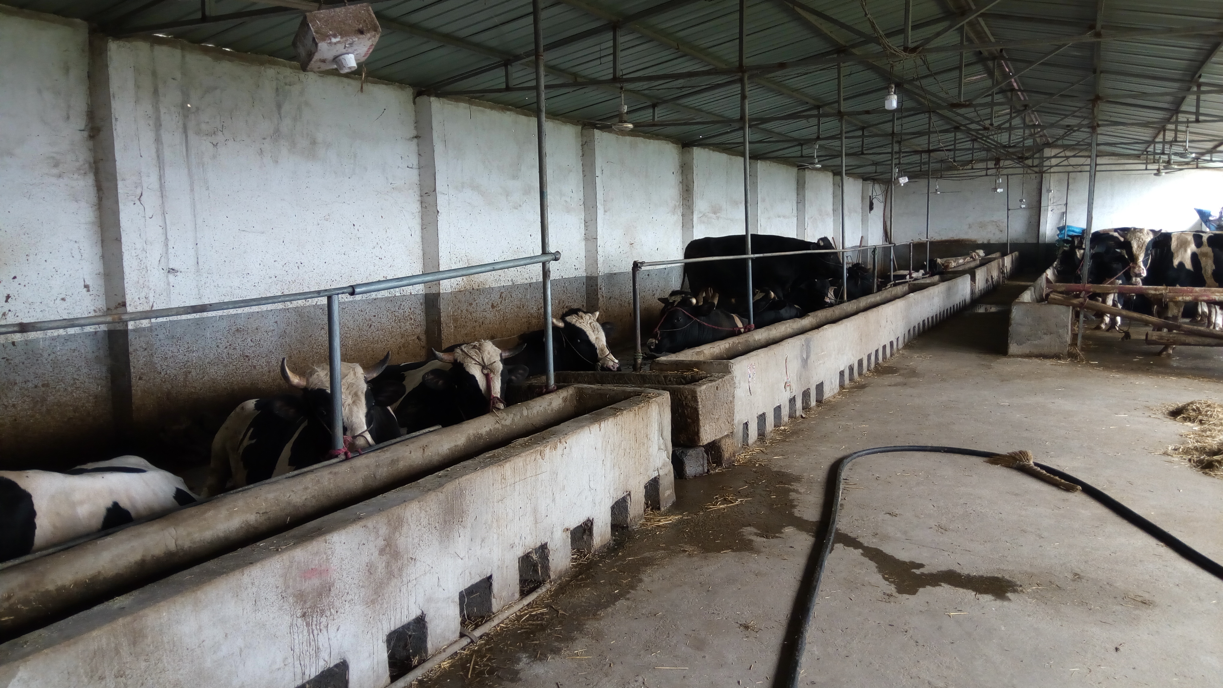 牧开发有限公司养牛场,看到牛舍内50体型硕大的奶牛懒洋洋地卧牛栏里