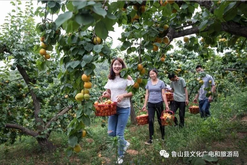 《杏儿熟了》摄影：郭东伟.jpg