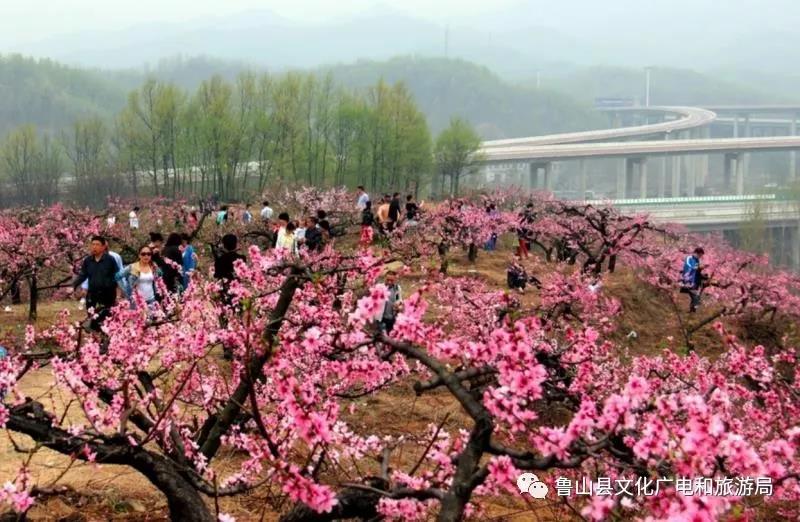 赏春摄影马进伟.jpg