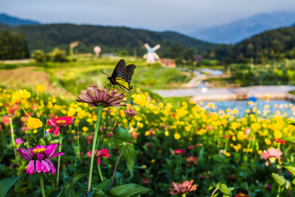 尧山花海（组照）-3何进文.jpg