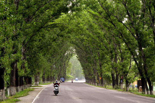 《林荫大道》李涛13503415957 .jpg
