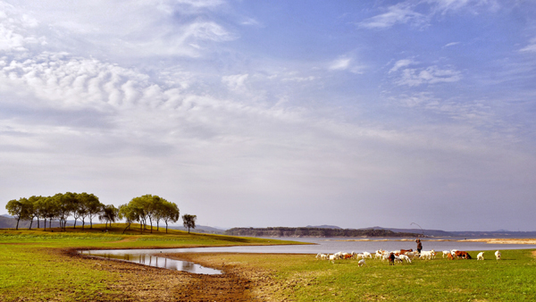 《平湖牧场》杨留建（牧歌）19937575252.jpg