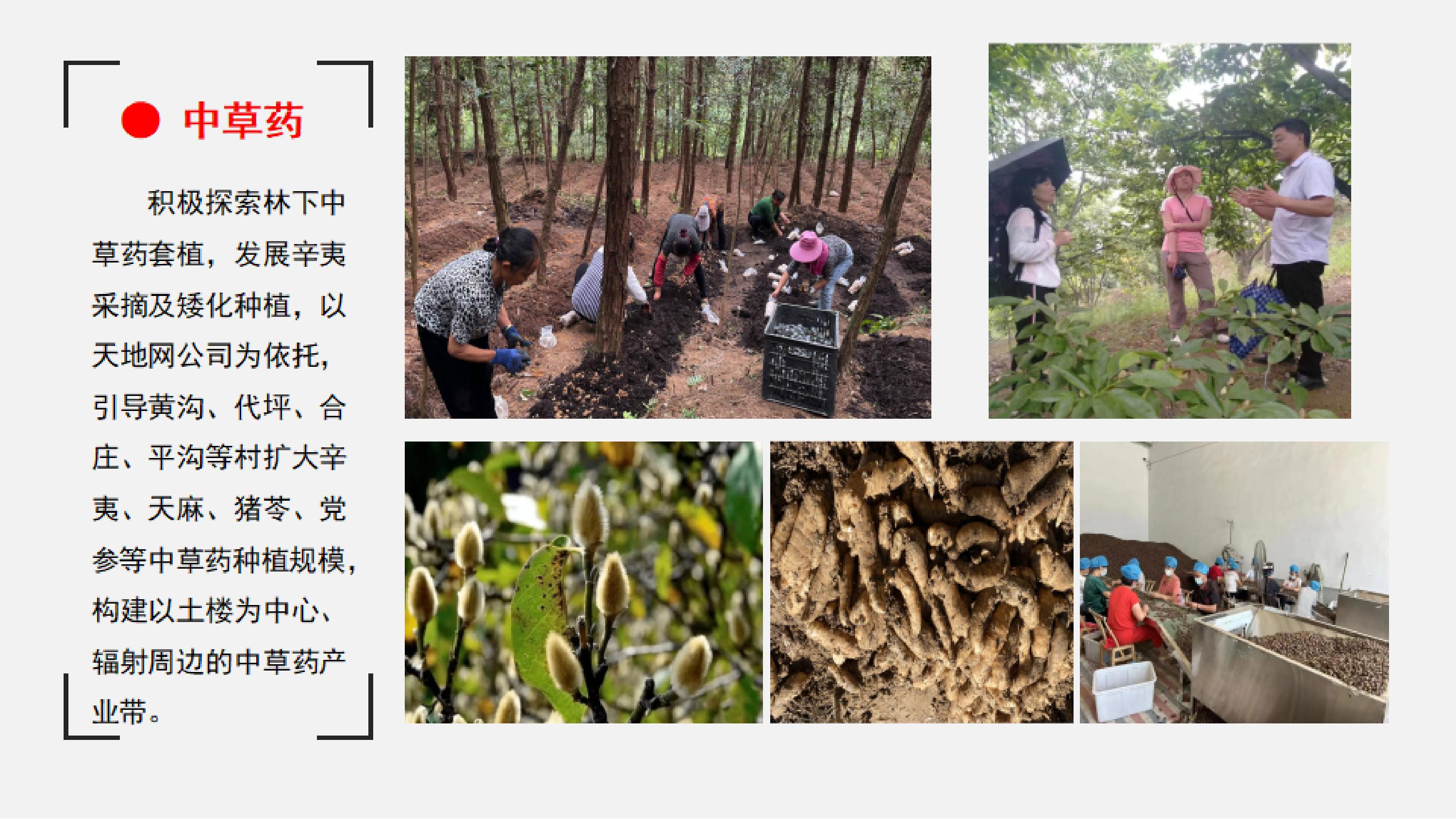 鲁山县四棵树乡简介_11.jpg